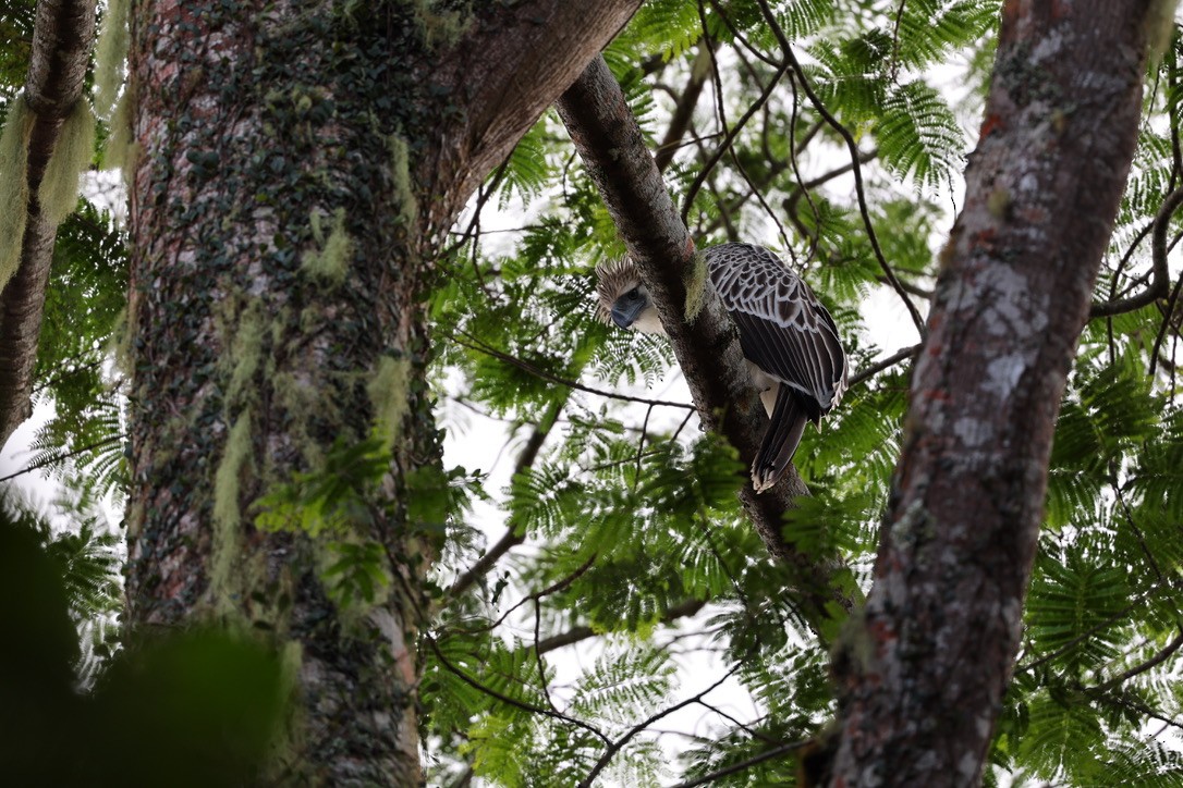 Philippine Eagle - ML644681821