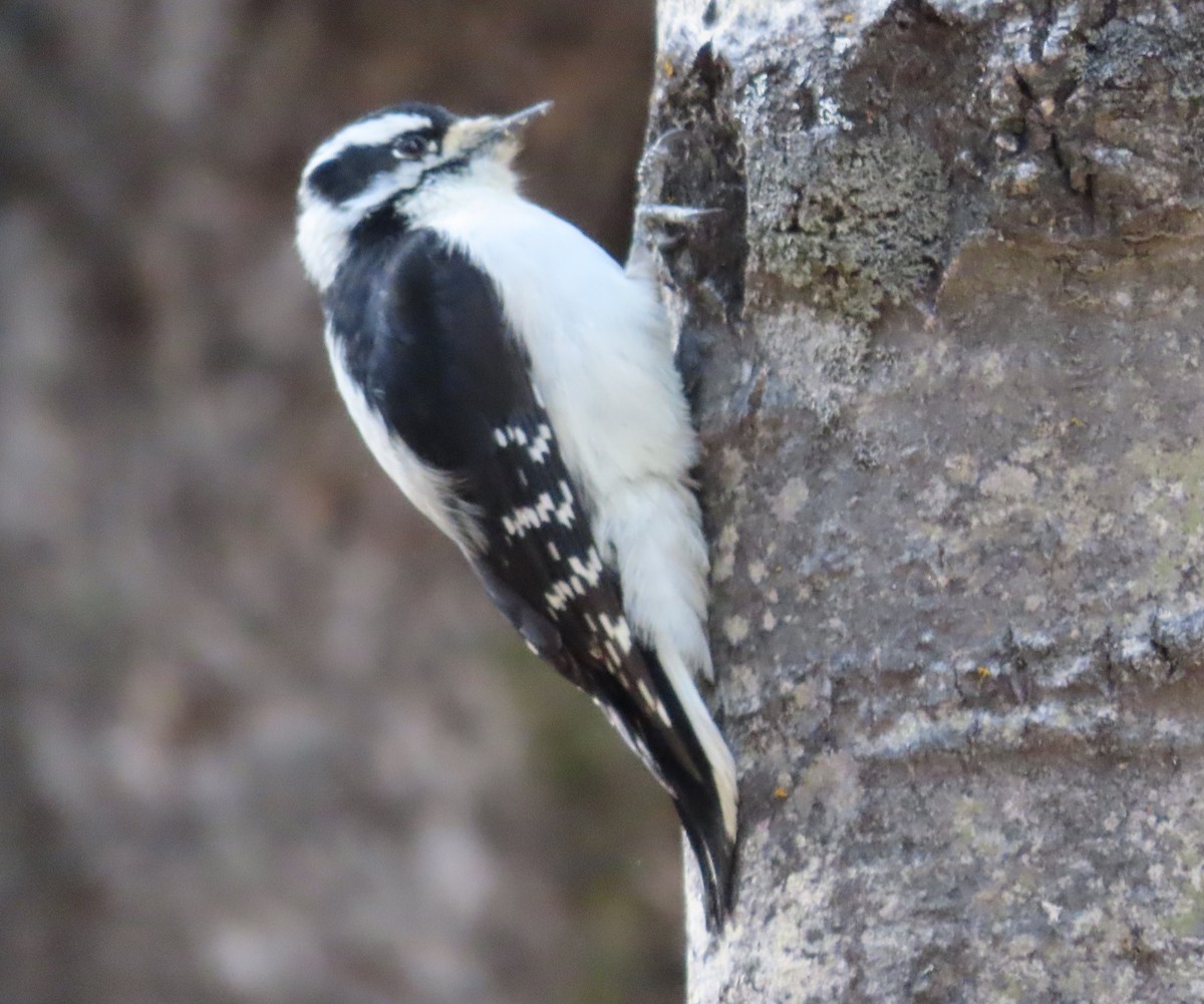 Hairy Woodpecker - ML644681822