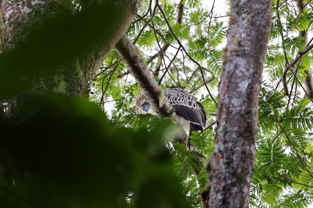 Philippine Eagle - ML644681823