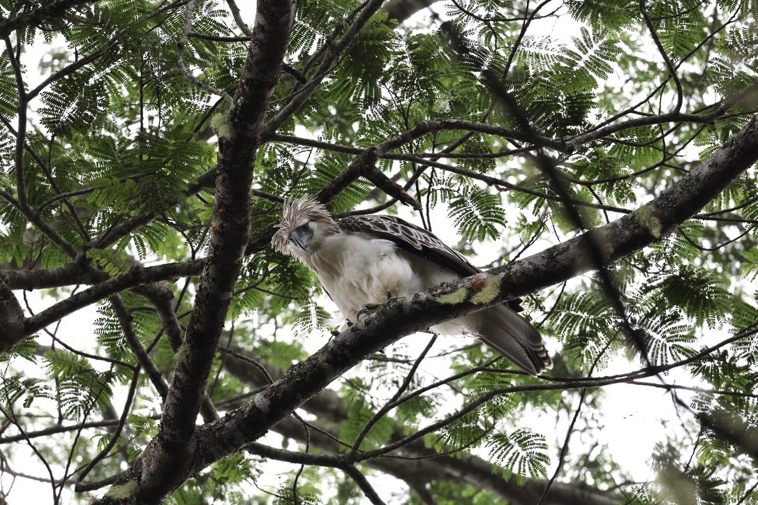 Philippine Eagle - ML644681825