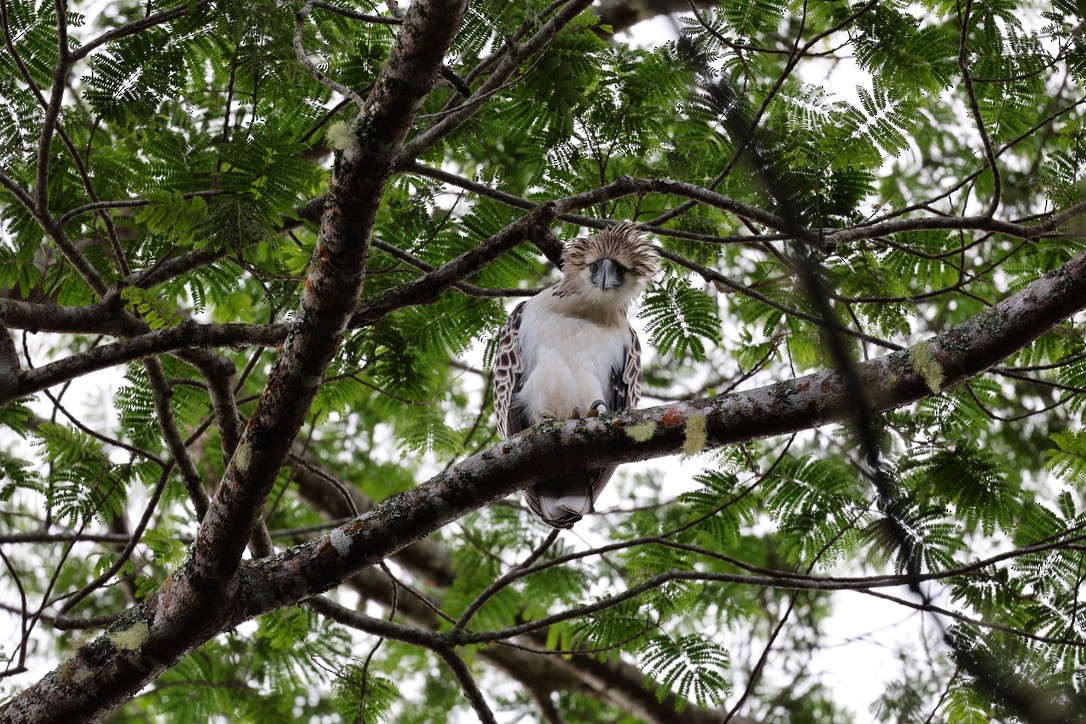 Philippine Eagle - ML644681826