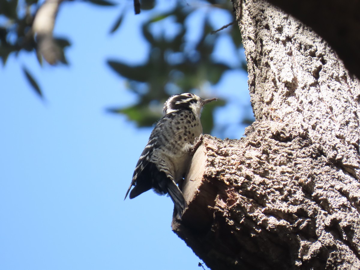 Nuttall's Woodpecker - ML644681827