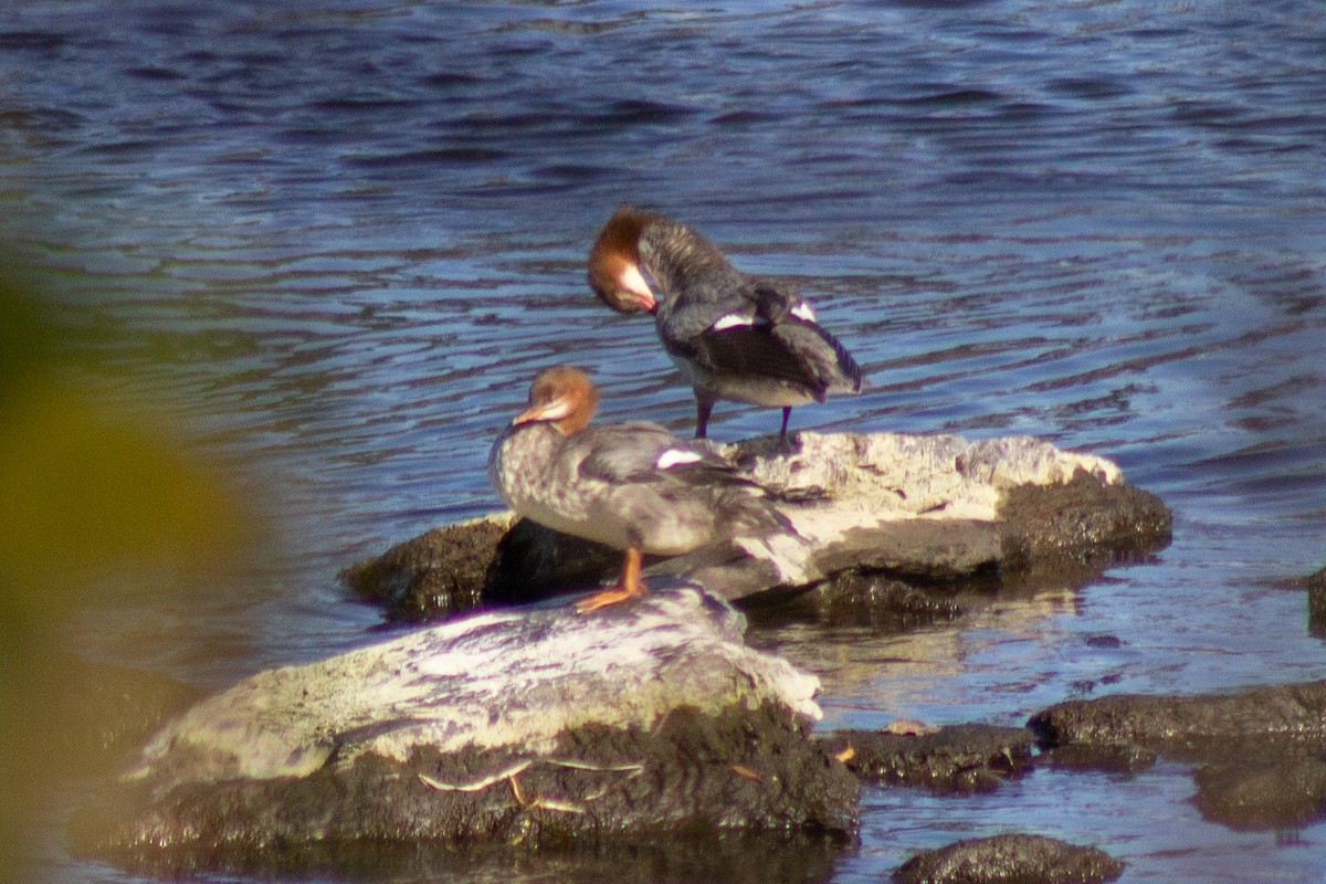 Zerra handia - ML644681828