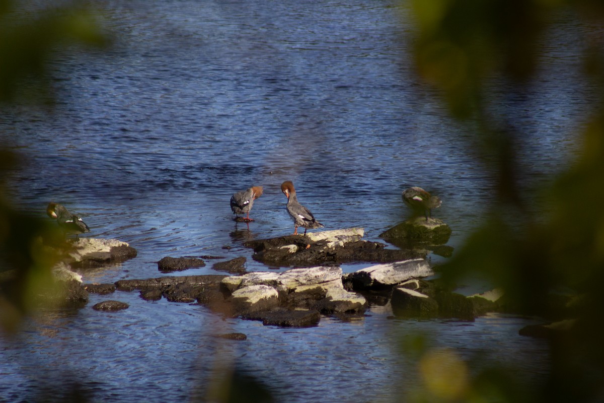 Zerra handia - ML644681829