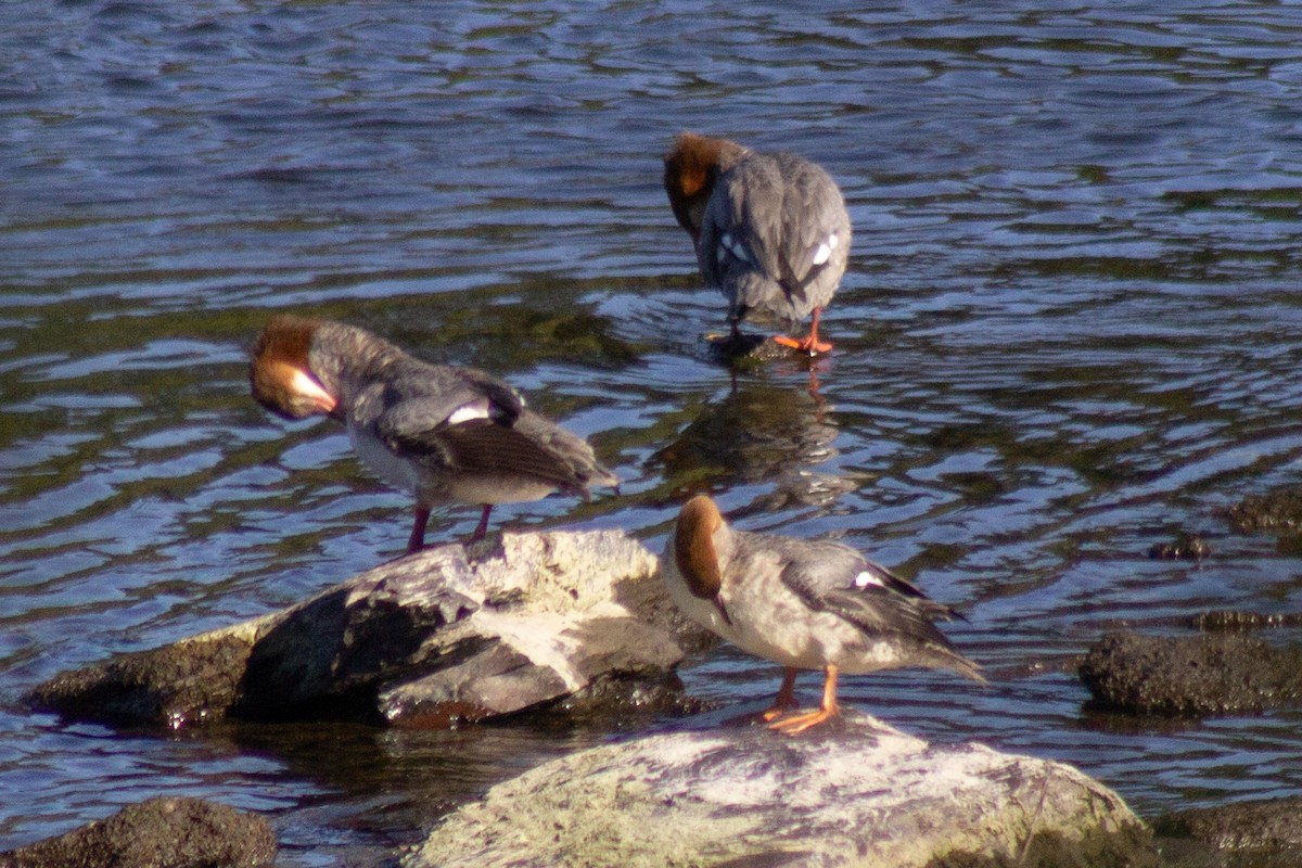 Zerra handia - ML644681830