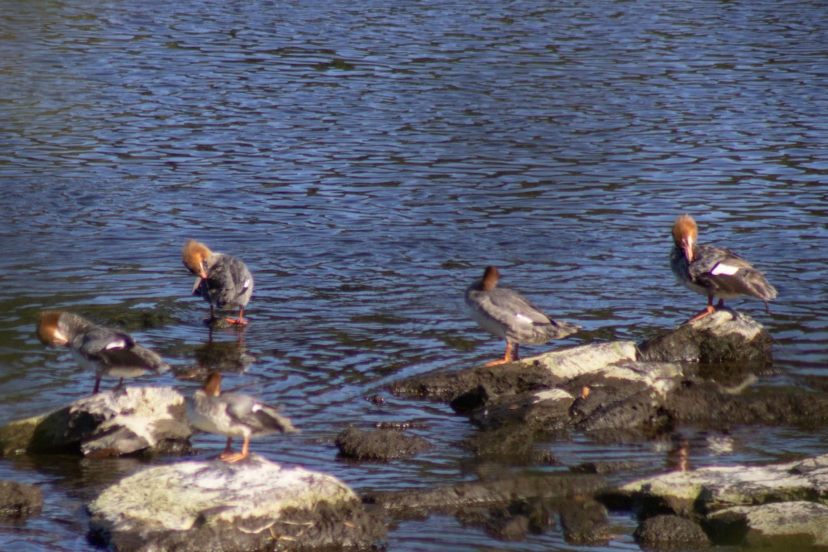 Zerra handia - ML644681831