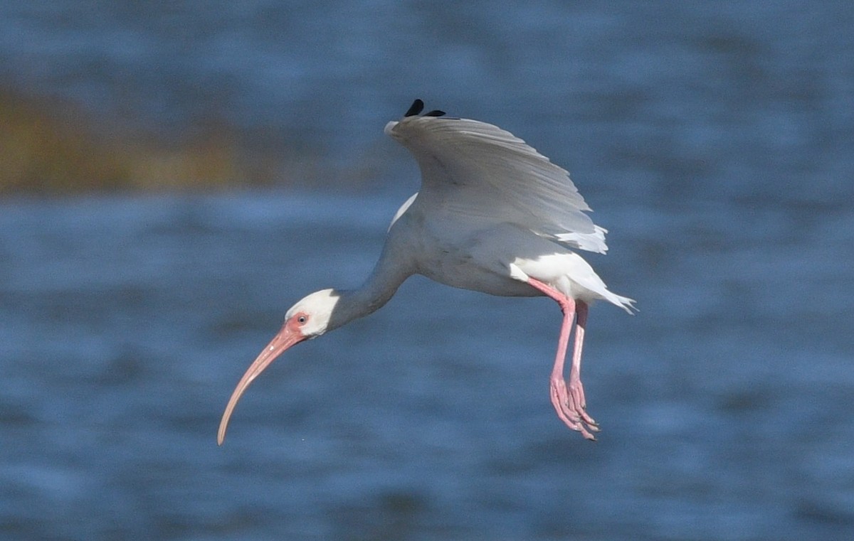 Ak Aynak - ML644681834