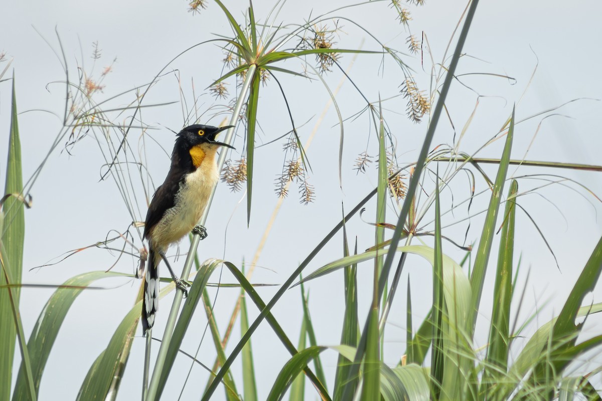 Black-capped Donacobius - ML644681837