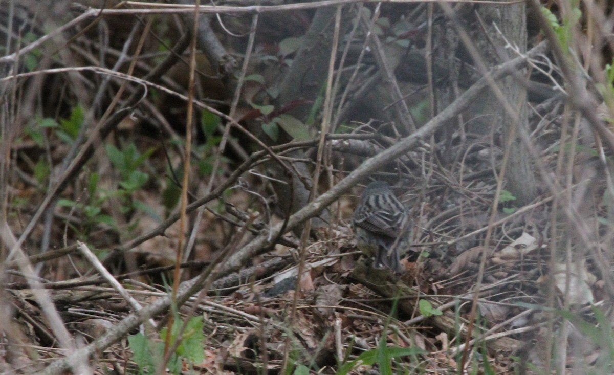Kirtland's Warbler - ML644681840