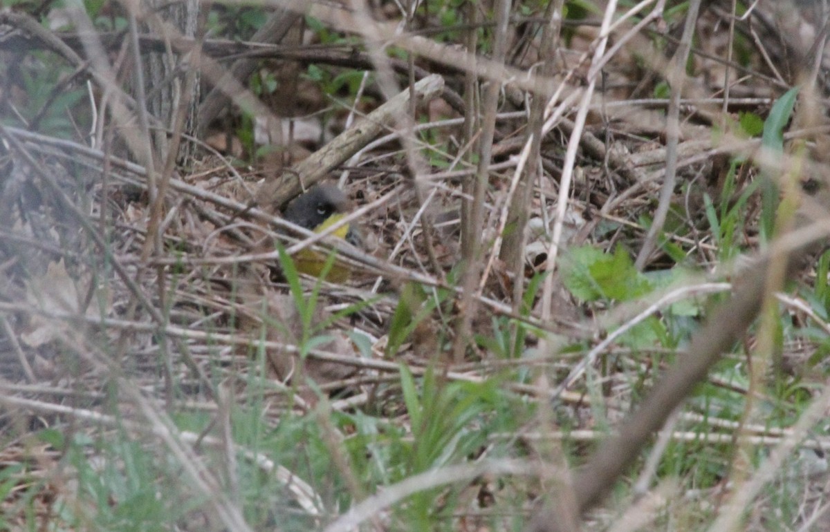 Kirtland's Warbler - ML644681841
