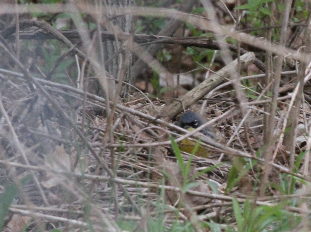 Kirtland's Warbler - ML644681842