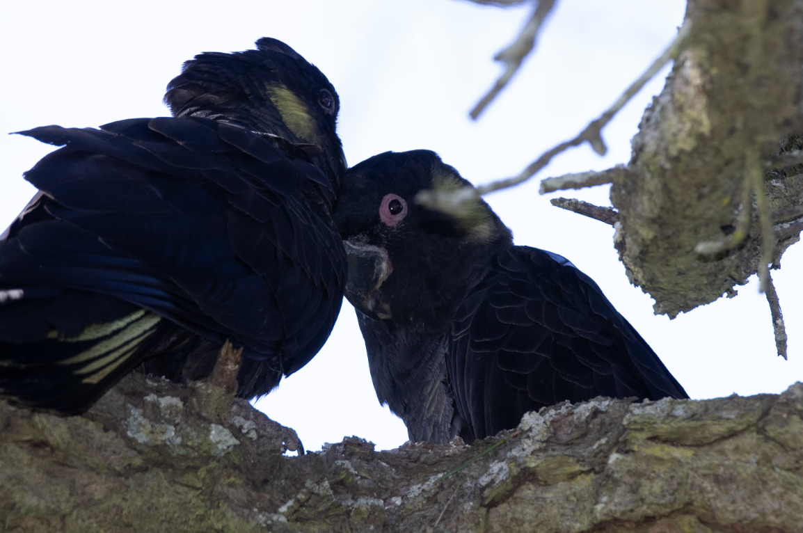 キイロオクロオウム - ML644681845