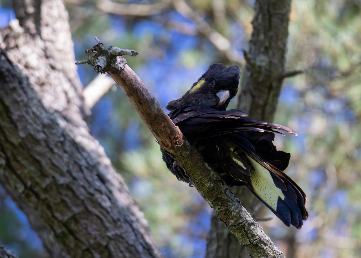 Yellow-tailed Black-Cockatoo - ML644681846