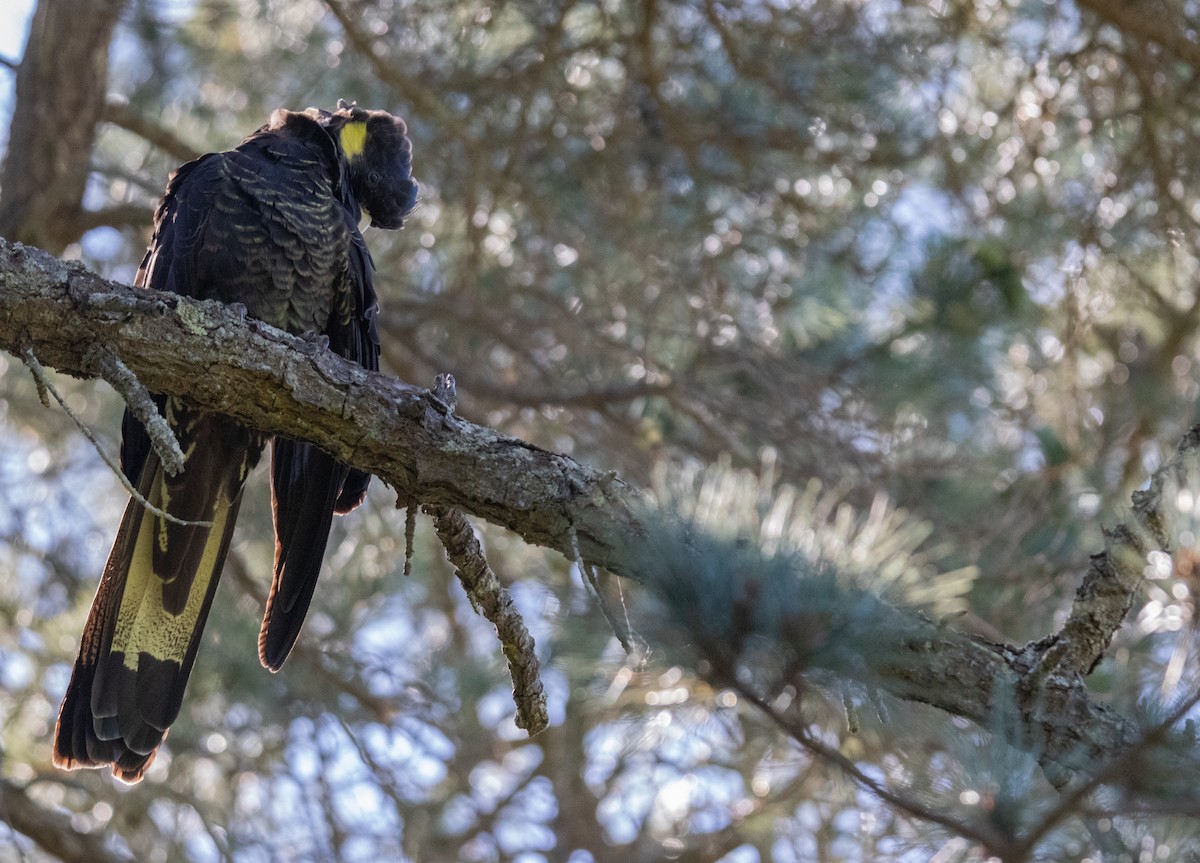 Yellow-tailed Black-Cockatoo - ML644681847
