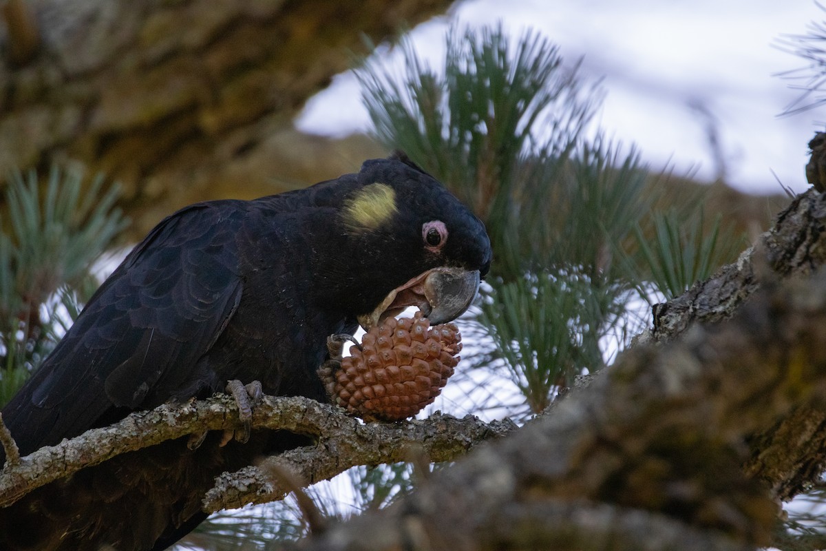 Yellow-tailed Black-Cockatoo - ML644681848
