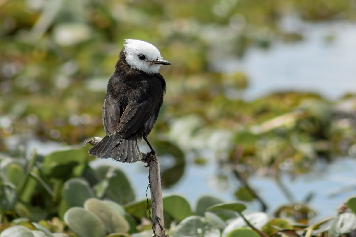 White-headed Marsh Tyrant - ML644681850