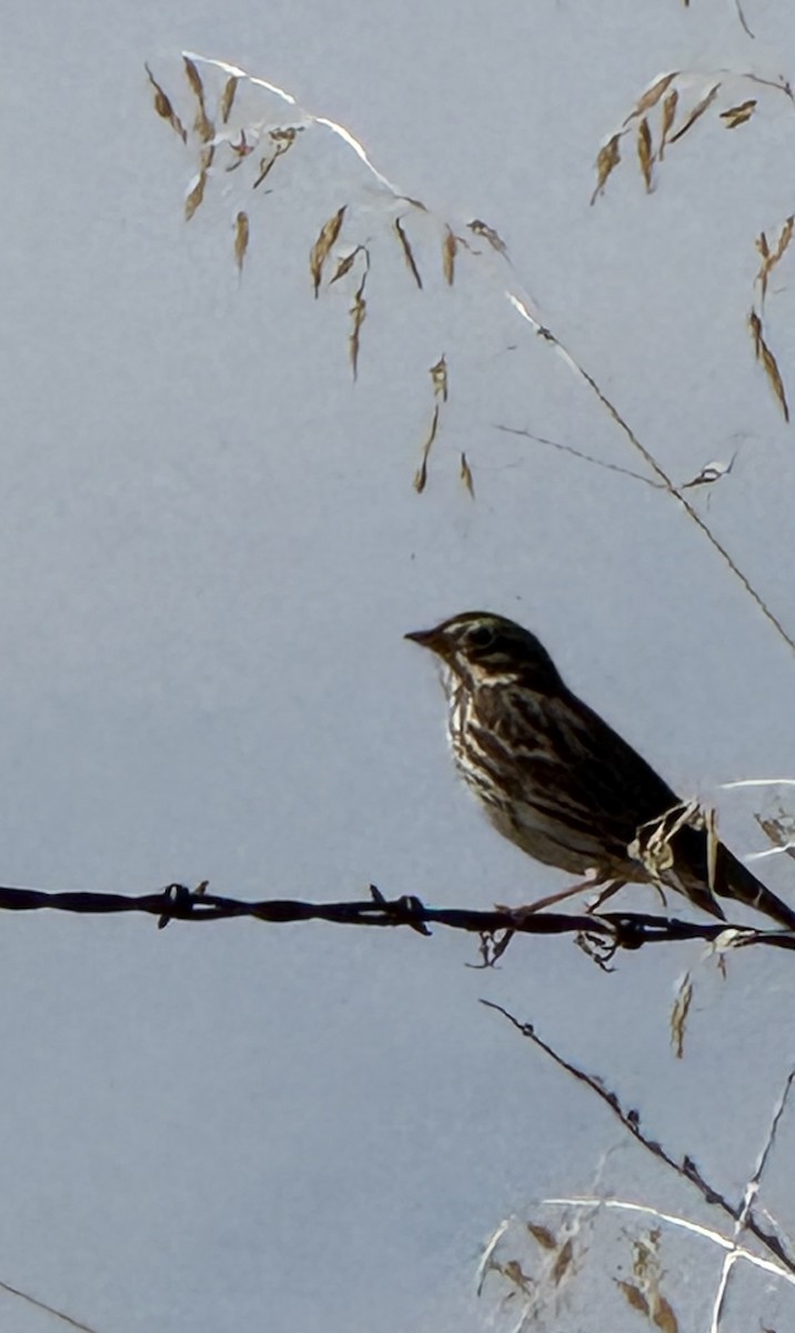 Vesper Sparrow - ML644681860