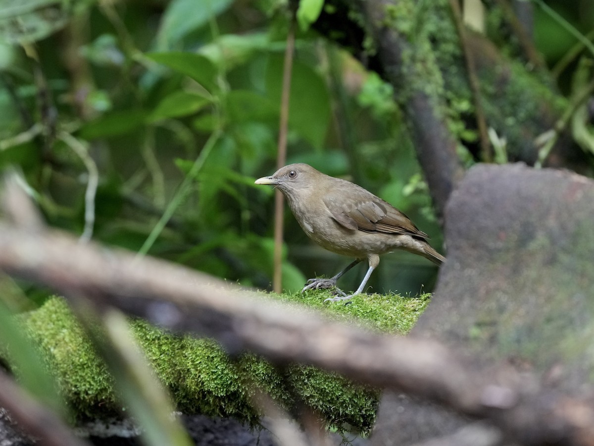 Clay-colored Thrush - ML644681865