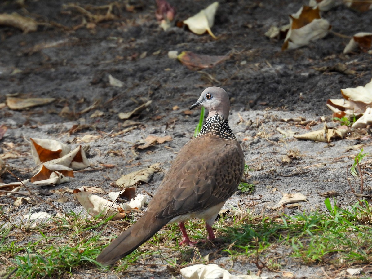 Spotted Dove - ML644681868