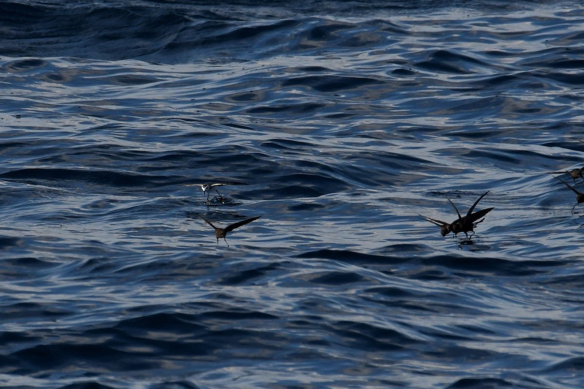 White-faced Storm-Petrel - ML644681870
