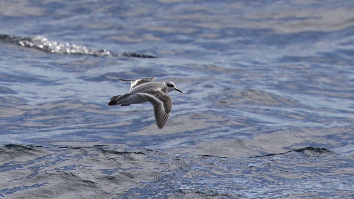 Falaropo beccolargo - ML644681871