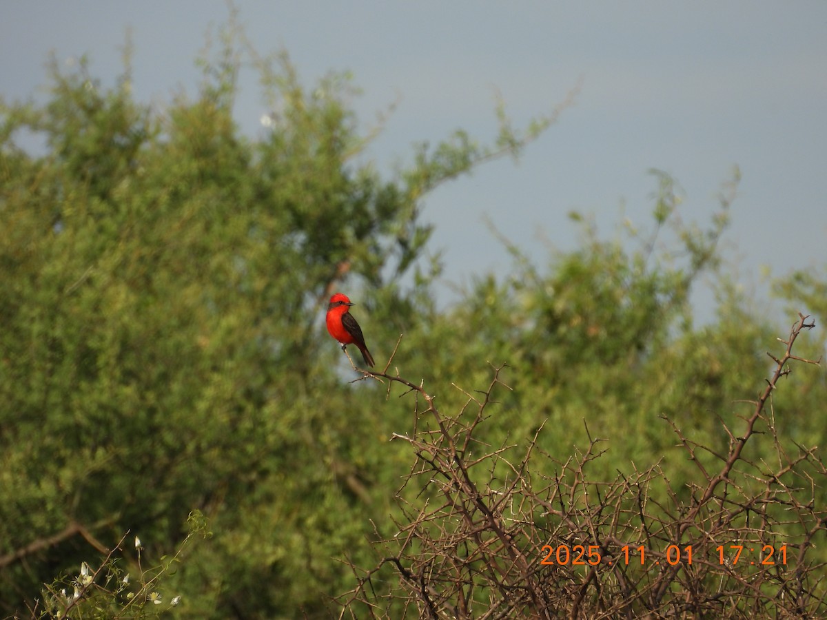 Vermilion Flycatcher - ML644681872