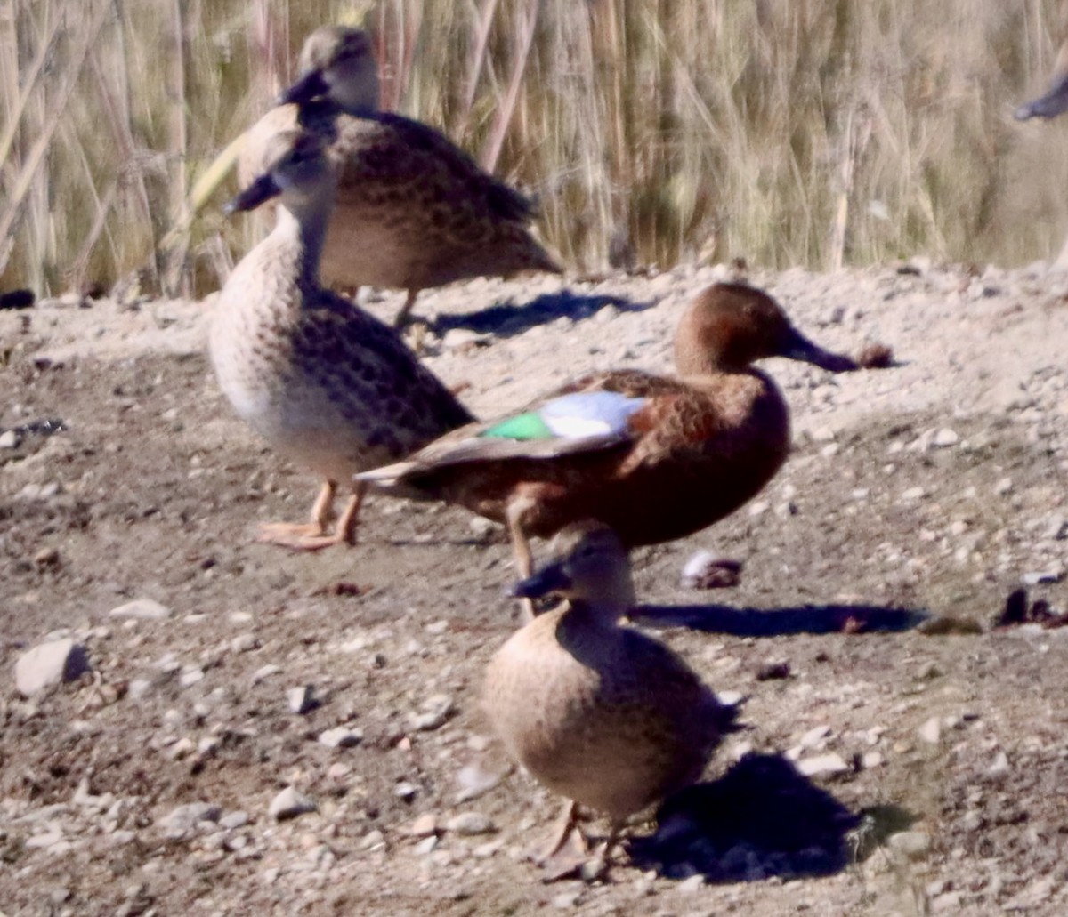 Alzavola cannella - ML644681873