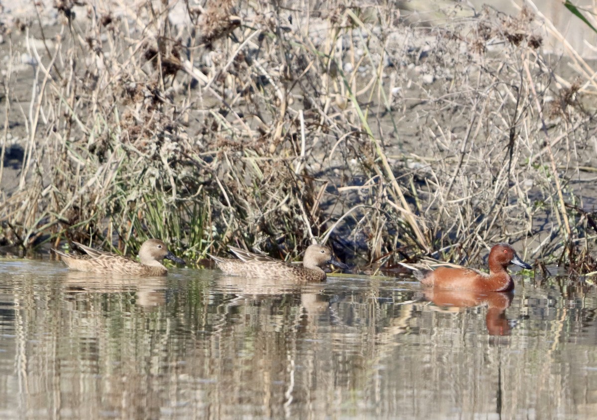 Alzavola cannella - ML644681874