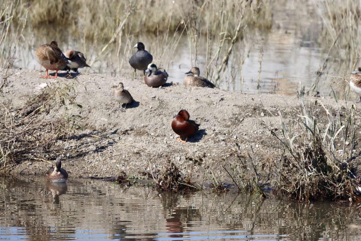 Alzavola cannella - ML644681875