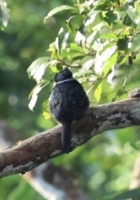 Black-breasted Puffbird - ML644681876