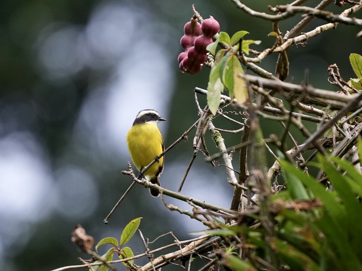 Social Flycatcher - ML644681879