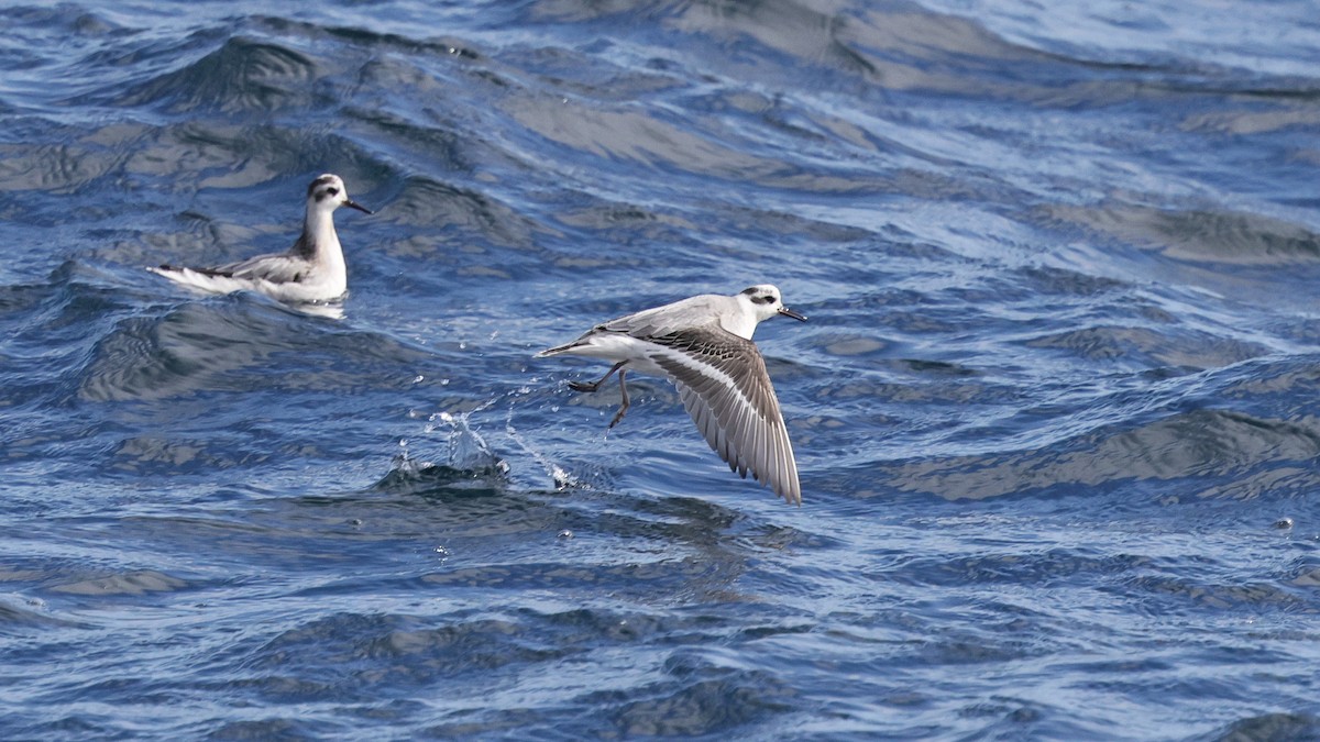 Falaropo beccolargo - ML644681882