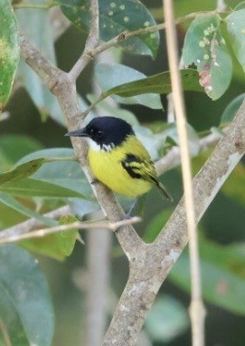 Black-headed Tody-Flycatcher - ML644681883