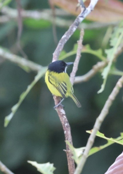 Black-headed Tody-Flycatcher - ML644681884