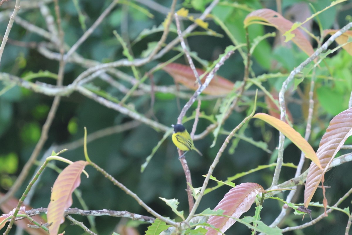 Black-headed Tody-Flycatcher - ML644681885