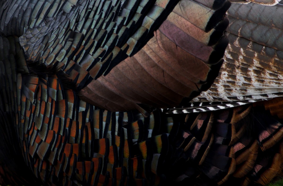 Tacchino selvatico - ML644681886