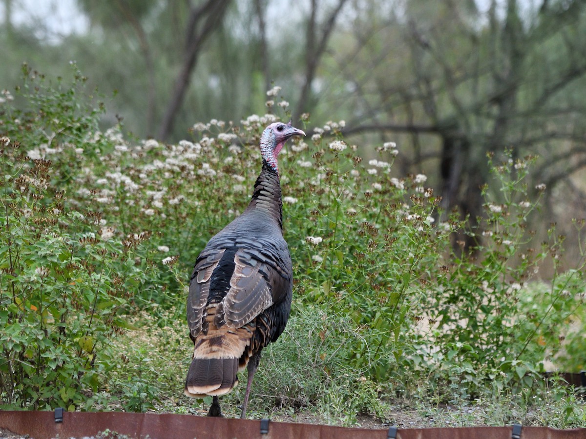 Tacchino selvatico - ML644681887