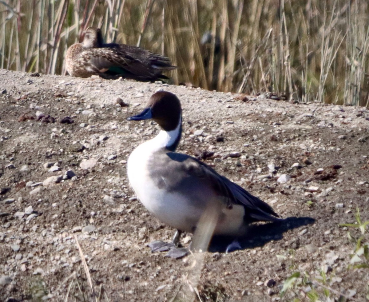 Codone - ML644681888