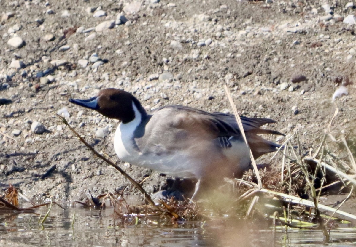 Codone - ML644681889