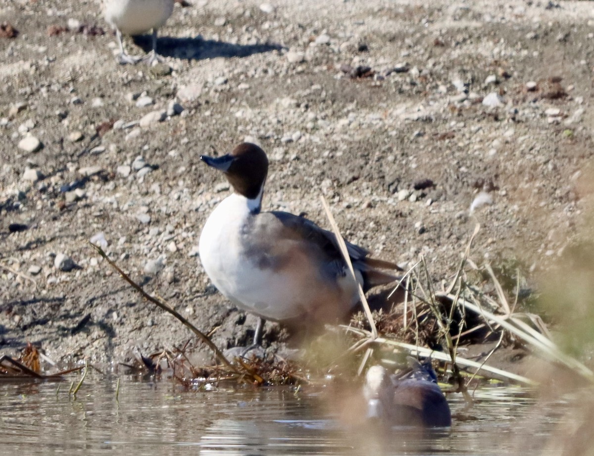 Codone - ML644681890