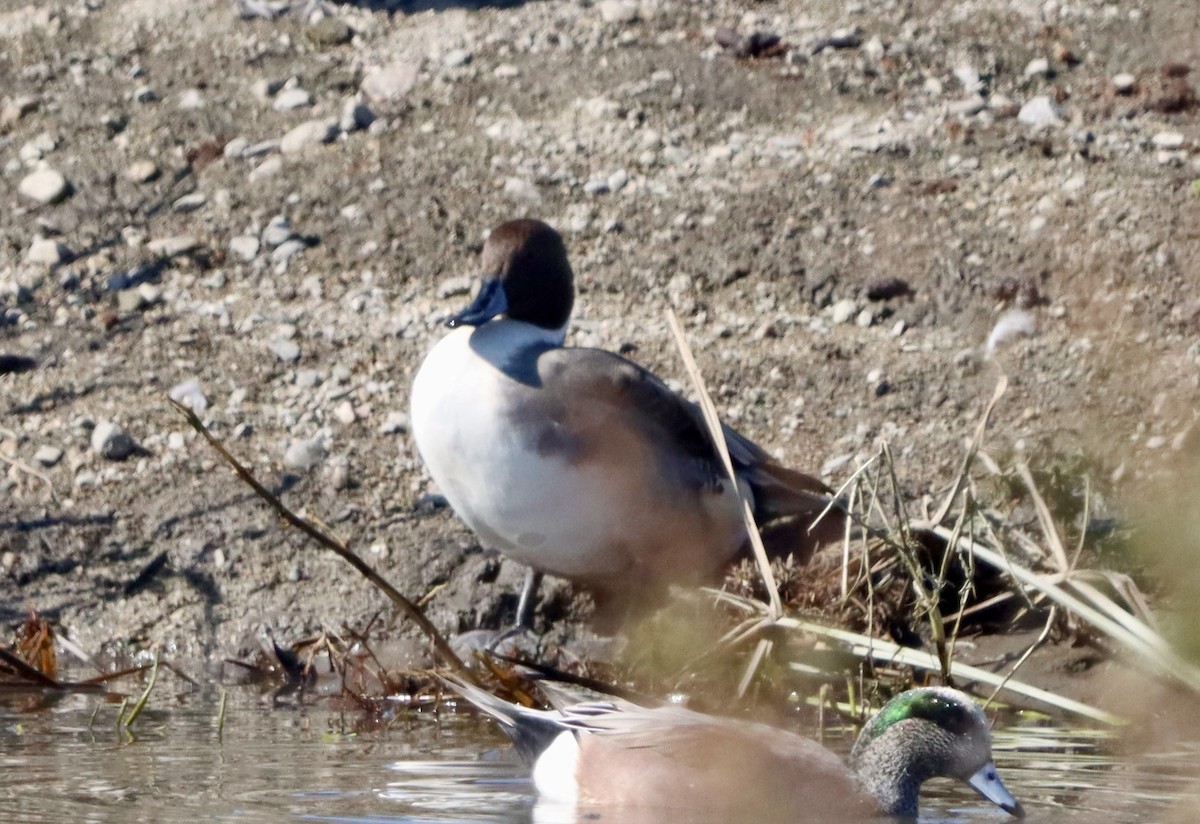 Codone - ML644681891