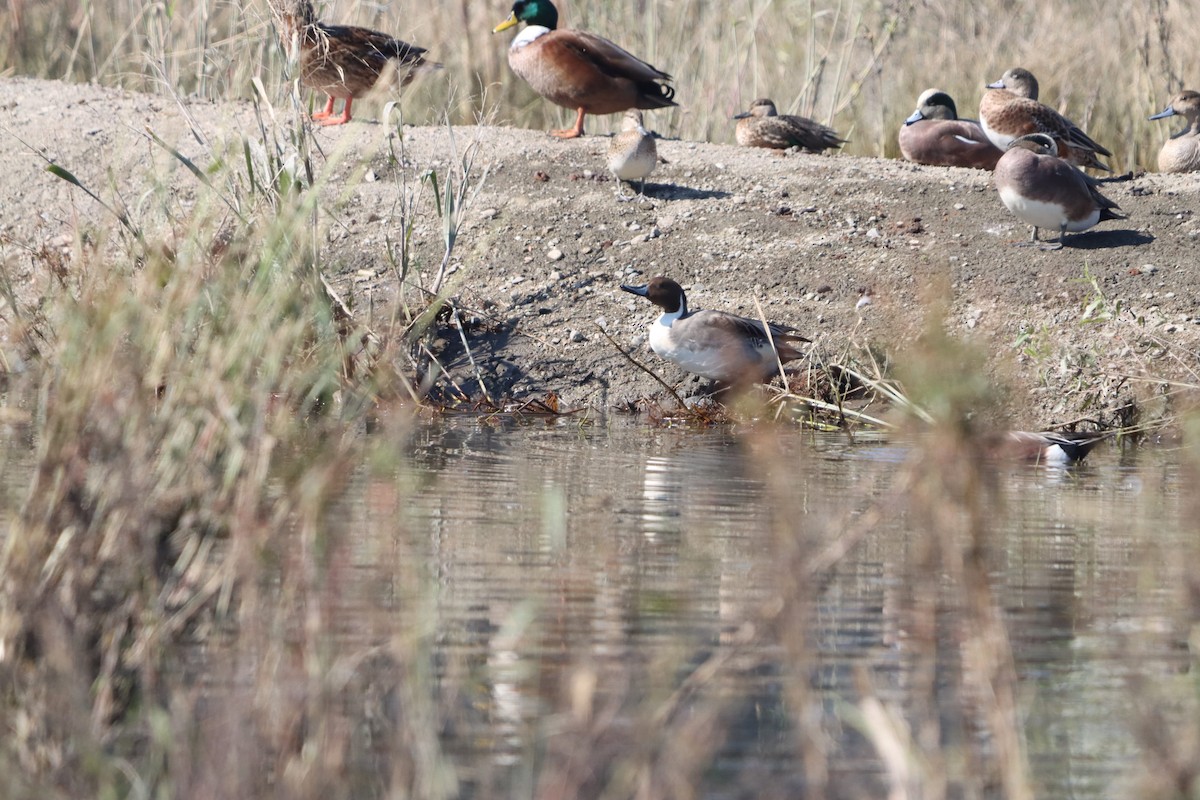 Codone - ML644681892