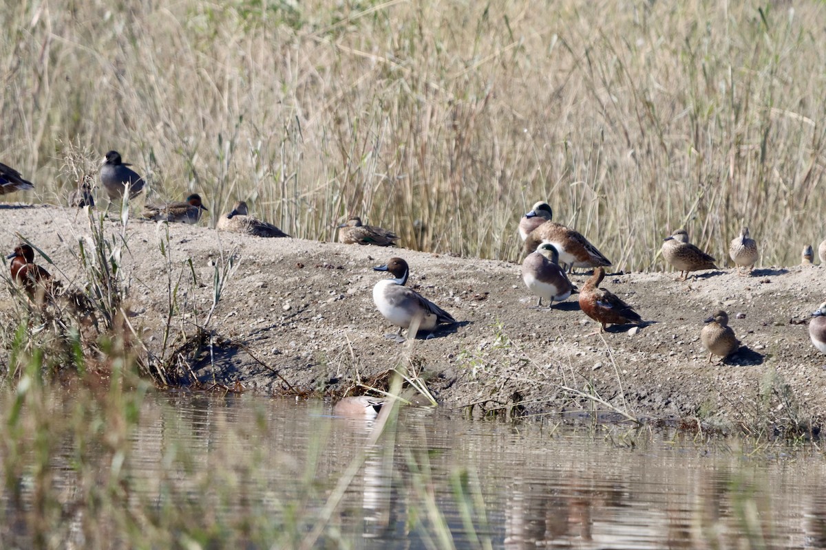 Codone - ML644681893