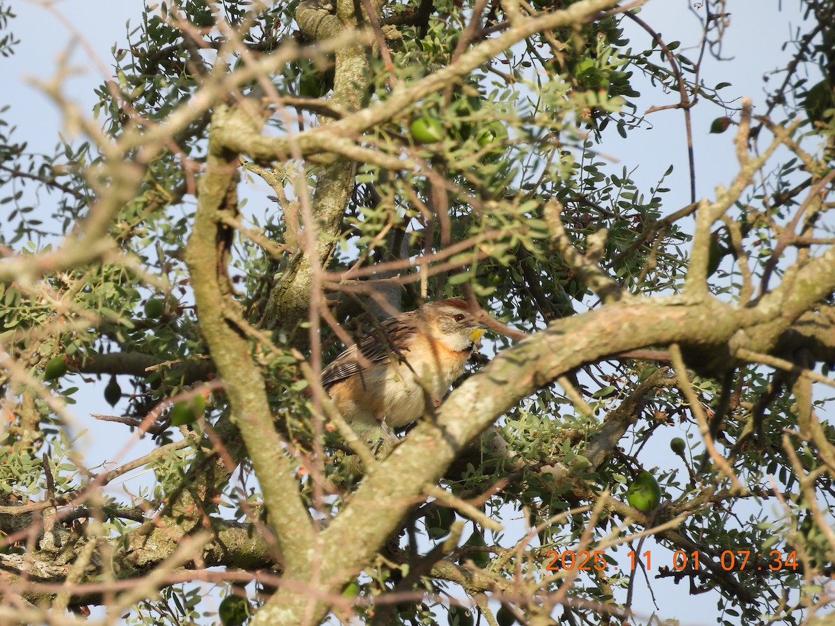 Chotoy Spinetail - ML644681894