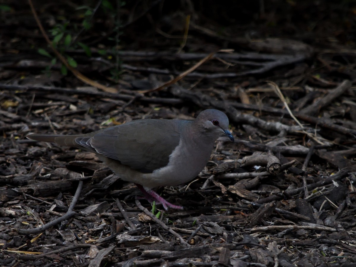 White-tipped Dove - ML644681896