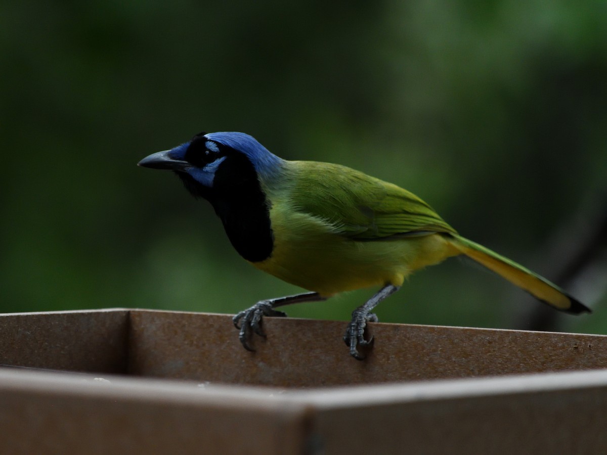 Yeşil Karga - ML644681901