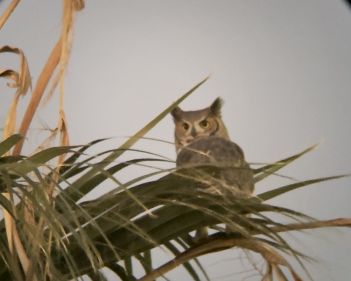 Great Horned Owl - ML644681902