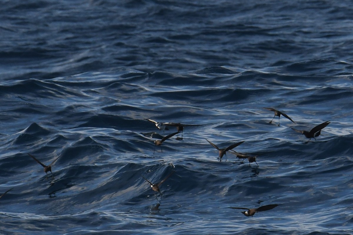 White-faced Storm-Petrel - ML644681903