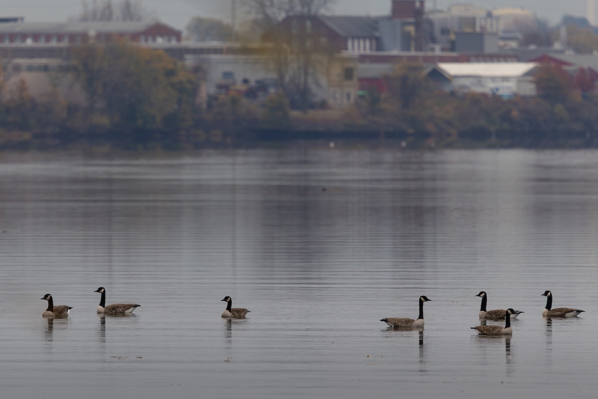Канад галуу - ML644681904