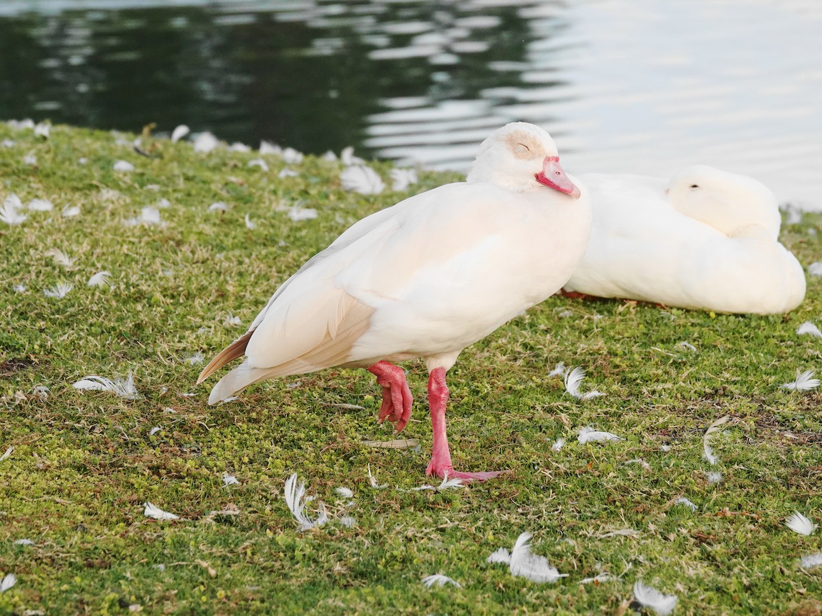Antzara egiptoarra - ML644681910